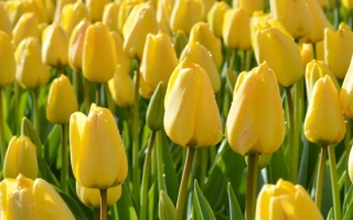 Поле жёлтых тюльпанов сорта Голден Спайк