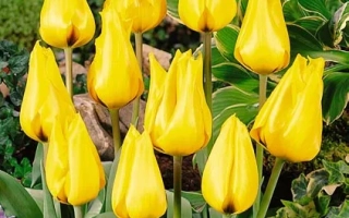 Yellow tulips of the Golden Tango variety against green foliage