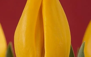 Yellow tulip variety Goldfinger on red background