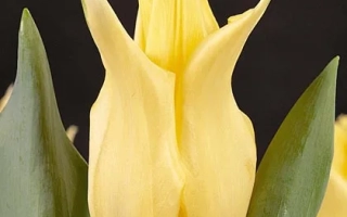 Yellow tulip on dark background - Goltu