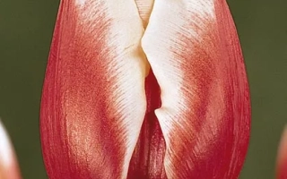 Close-up of a red tulip with white veins on petals - Good Looking