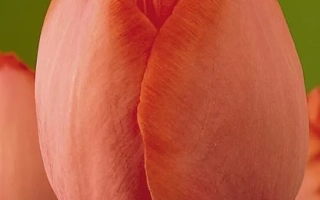 Orange tulip on green background - Gordon Cooper