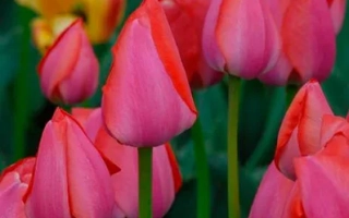 Тюльпаны сорта Гордон Купер на фоне зелени