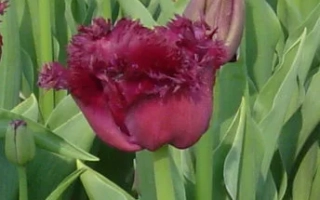Dark burgundy tulip with ruffled petals among green foliage - Gorilla
