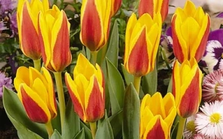 Dutch tulips yellow-red in flowerbed - Goudstuk
