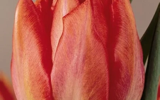 Red-orange tulip with yellow veins on petals - Goya