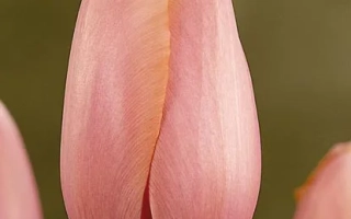 Pink tulip on background - Grand Cru Vacqueyras