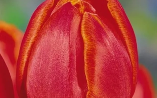 Close-up of a red tulip variety Grand Rapids