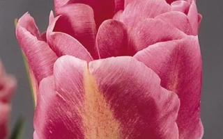 Pink tulip variety Grand