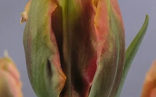 Tulip variety Green River