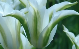 White tulips with green stripe on petals - Green Star