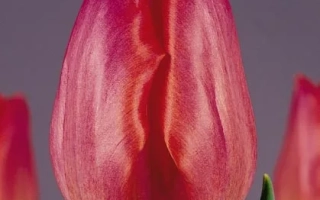 Red tulip variety Green Valley