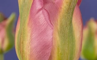 Тюльпан сорта Гроэнланд на фиолетовом фоне