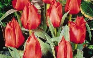Красные тюльпаны на фоне зелени - Гроwэр'с Придэ