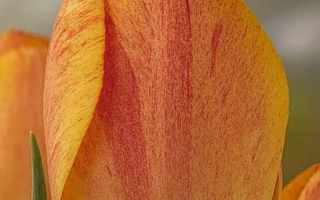 Тюльпан Гудошник на фоне зелени