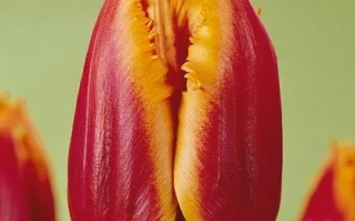 Красно-желтый тюльпан на зеленом фоне - Густо