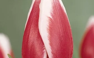 Тюльпан Гуус Папэндрэчт на зелёном фоне