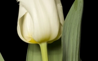 Белый тюльпан сорта Гуусе тер Хорст на черном фоне - Гуусе тэр Hорст