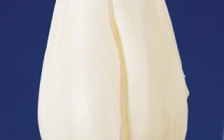 Белый тюльпан на синем фоне - Гвен