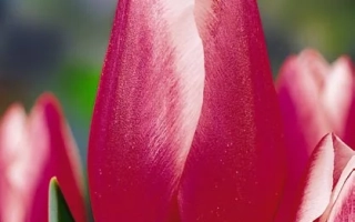 Крупный план красных тюльпанов на фоне размытого поля - Хедэвич