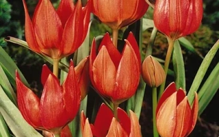 Красные тюльпаны на зелёном фоне - Хагери