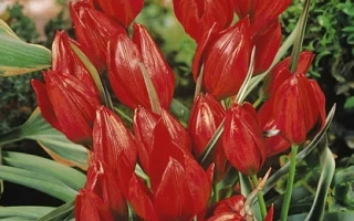 Красные тюльпаны сорта Сплэндэнс на фоне зелени - Hагэри 'Сплэндэнс'