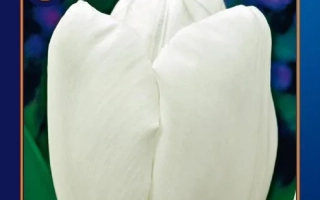 Семена тюльпана Tulipa на упаковке - Hакуун