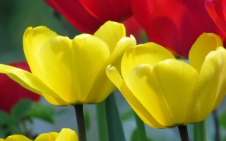 Жёлтые тюльпаны на фоне красных цветов - Халькро