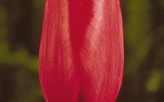 Красный тюльпан на фоне зелёных листьев - Hалцро