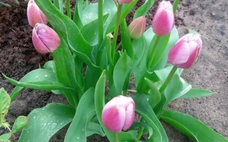Тюльпаны розового цвета в земле - Халкро / Халькро