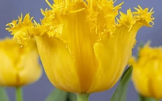 Желтые тюльпаны с текстурными лепестками на фиолетовом фоне - Hамилтон