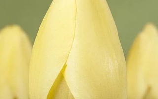 Иворь Флорадалэ