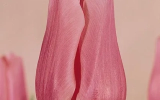 Jan van Zanten's Memory