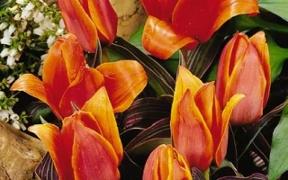 Ёаннэ Wоодwард