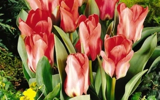 Ёб'с Мэморь