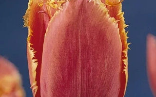 Ёhанн Гутэнбэрг