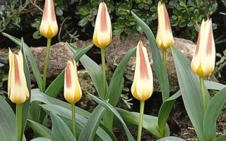 Ёhанн Страусс