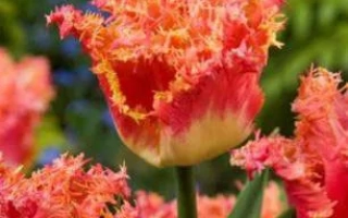 Ёинт Дивисион