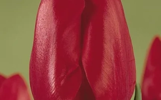 Jonkheer Van den Bosch