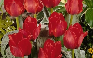 Красные тюльпаны на фоне зелени - Юлиус Цэасар