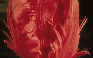 Карэл Доорман