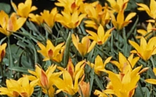 Желтые тюльпаны Колпаковскиана на фоне зелени - колпакоwскиана