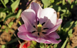 Розовый тюльпан на фоне зелени - КОНСТАНТИН КЛИМЕНКО