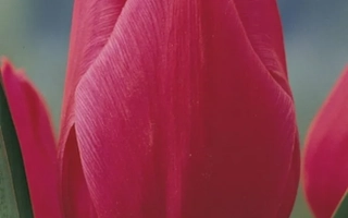 Красный тюльпан Christmas Marvel на фоне поля - Кристмас Марвел