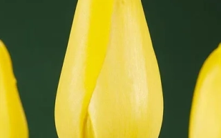 Ла Мадэлэинэ