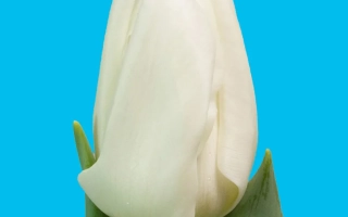 Ладь Чантал