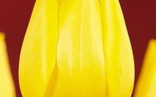 Ладь Маргот