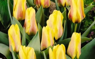 Ламораал ван Эгмонд