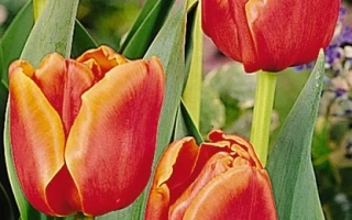 Лапин Руска