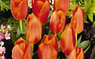 Ларгэ Цоппэр